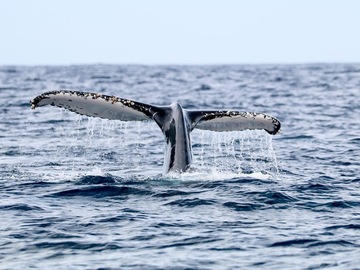 Experiential Travel (individual): Whale Watching
