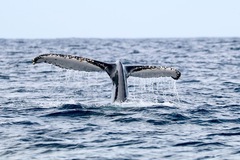 Beach & Water Excursions: Whale Watching with the Velondriaka | Andavandoaka