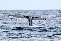 Experiential Travel (individual): Whale Watching