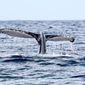 Experiential Travel (individual): Whale Watching