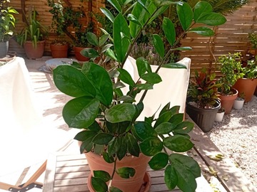 Vente: Zamioculcas zamiifolia