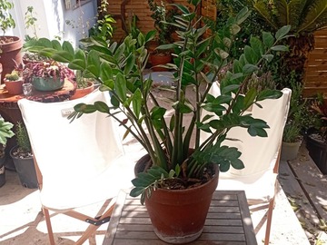 Vente: Zamioculcas