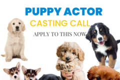 Casting call: PUPPIES needed for Los Angeles ( UPDATE - OCTOBER DATE TBD)