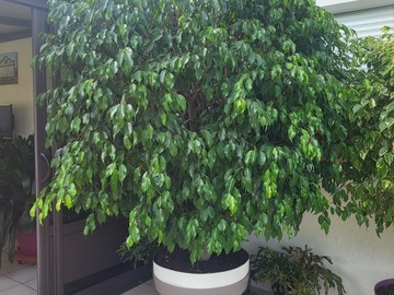 Vente: Grand ficus