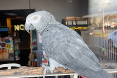 Animal Talent Listing: African Gray and Lilac crested Amazon 