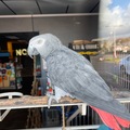 Animal Talent Listing: African Gray and Lilac crested Amazon 
