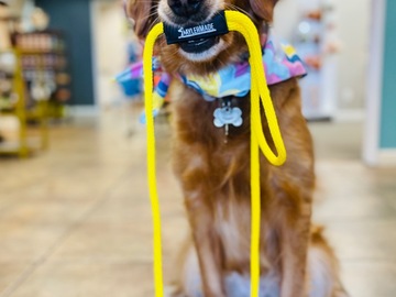 Animal Talent Listing: Service dog trained golden retriever 