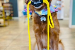 Animal Talent Listing: Service dog trained golden retriever 