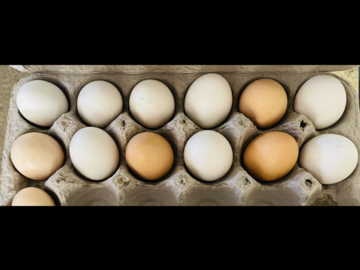 Selling with online payment: Fresh Free Range Eggs 