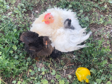 Selling with online payment: Fertile Eggs