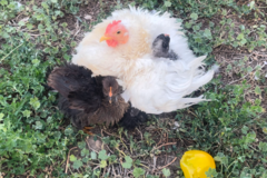 Selling with online payment: Fertile Eggs