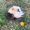 Selling with online payment: Fertile Eggs