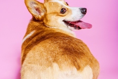 Animal Talent Listing: Nayo the Corgi