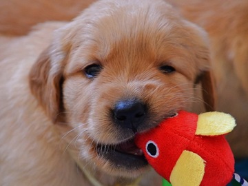 Animal Talent Listing: Litter of golden retriever puppies