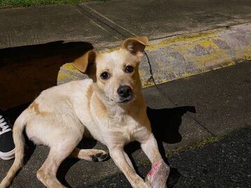 Anuncio: Molly en adopción 