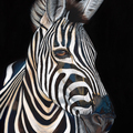 Sell Artworks: Stripes - Zebra