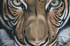 Sell Artworks: Abhiru - Tiger