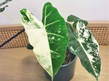 Vente: Alocasia Frydek Variegata 35 cm