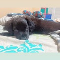 Anuncio: Tomy busca un lugar para jugar 