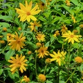 pay online only: PREORDER: Early Dwarf Sunray Sunchoke tubers for planting