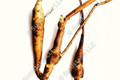 pay online only: PREORDER: Shiawasee Sunchoke tubers for planting