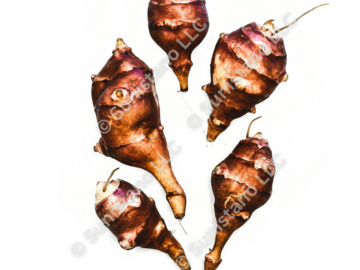 pay online only: PREORDER: Jack's Copperclad Sunchoke tubers for planting