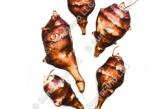 pay online only: PREORDER: Jack's Copperclad Sunchoke tubers for planting