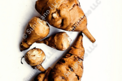 pay online only: PREORDER: Sugar Ball Sunchoke tubers for planting