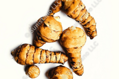 pay online only: PREORDER: Supernova Sunchoke tubers for planting