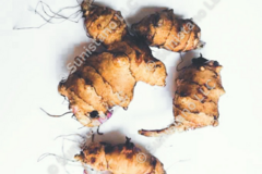 pay online only: PREORDER: Stampede Sunchoke tubers for planting