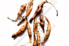pay online only: PREORDER: Manitoba Sunchoke tubers for planting