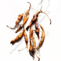 pay online only: PREORDER: Manitoba Sunchoke tubers for planting