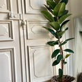 Vente: Ficus elastica 