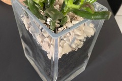 Vente: Terrarium fait main 