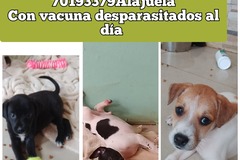 Anuncio: Perros de dos meses en adopción responsable 