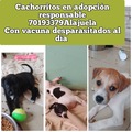 Anuncio: Perros de dos meses en adopción responsable 