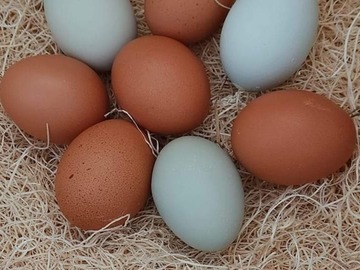 Selling with online payment: Multicolored Eggs in Santa Fe, TX