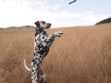 Animal Talent Listing: Henry the Liver Dalmatian