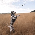 Animal Talent Listing: Henry the Liver Dalmatian