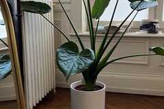 Vente: Alocasia grande taille 