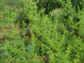 Verkaufen mit Online-Zahlungen: Artemisia annua - Einjähriger Beifuß