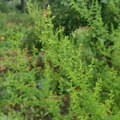 Verkaufen mit Online-Zahlungen: Artemisia annua - Einjähriger Beifuß