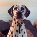 Animal Talent Listing: Pilot the Dalmatian