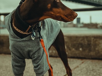 Animal Talent Listing: Doberman Animal Listing
