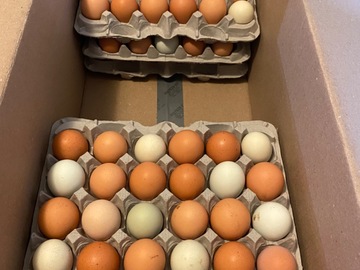 Selling with In-person Payment: Farm Fresh Free Range Chicken Eggs (Raeford, NC)