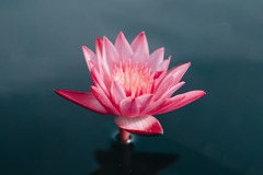 Wellness Session Single: Self Love Guided Meditation with Putri