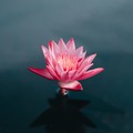 Wellness Session Single: Self Love Guided Meditation with Putri