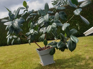 Vente: Ficus elastica