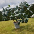 Vente: Ficus elastica