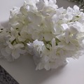 Myydään (Yksityinen): Valkoiset hortensiat